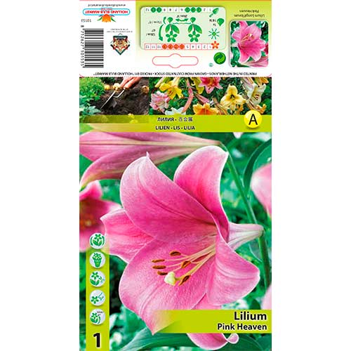 Lilie Pink Heaven interface.art Bild 1 Lilie Pink Heaven interface.image 1 interface.art 76317