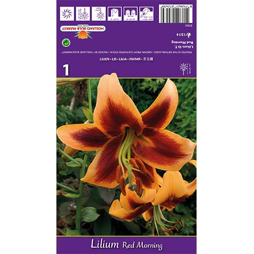 Lilie Red Morning interface.image 1 interface.art 77842