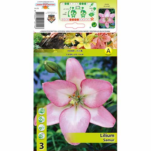 Lilie Samur interface.image 1 interface.art 70274