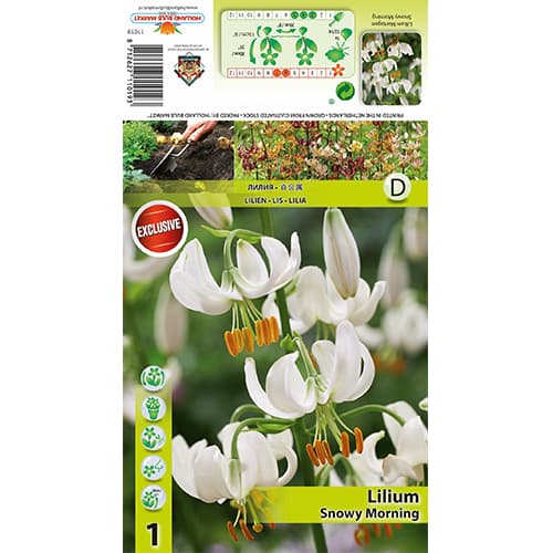 Lilie Snowy Morning interface.image 1 interface.art 77824