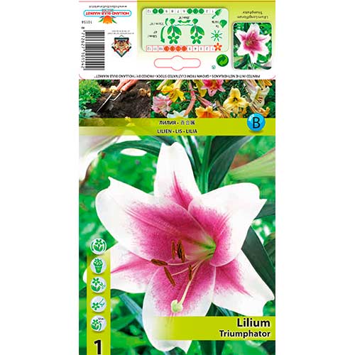 Lilie Triumphator interface.art Bild 1 Lilie Triumphator interface.image 1 interface.art 76324
