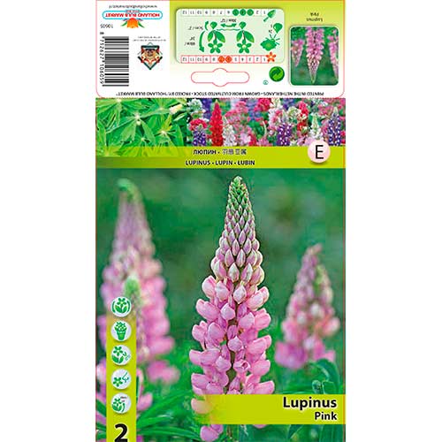 Lupine Pink interface.art Bild 1 Lupine Pink interface.image 1 interface.art 76326