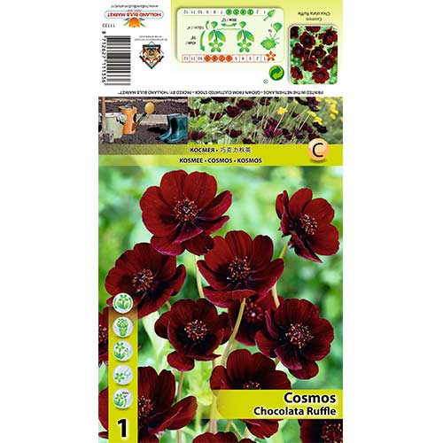 Mädchenauge Chocolate Ruffle interface.image 1 interface.art 70368