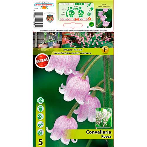 Maiglöckchen Rosea interface.image 1 interface.art 76201