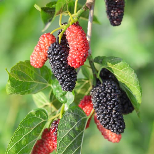 Maulbeere Full Seasons, С2 interface.art Bild 1 Maulbeere Full Seasons, С2 interface.image 1 interface.art 5452