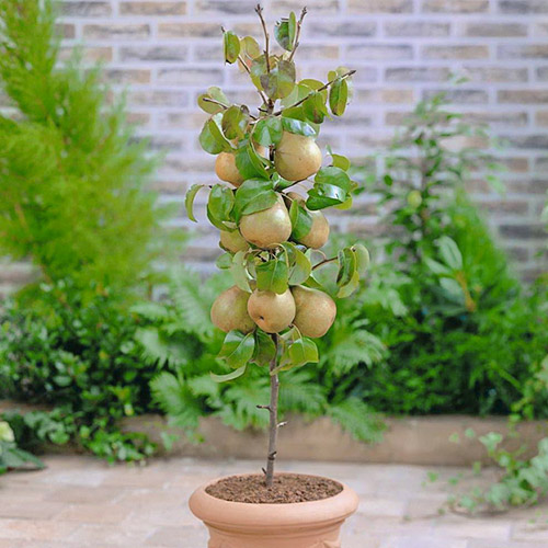 mini Birne GardenPearl® interface.image 1 interface.art 1646