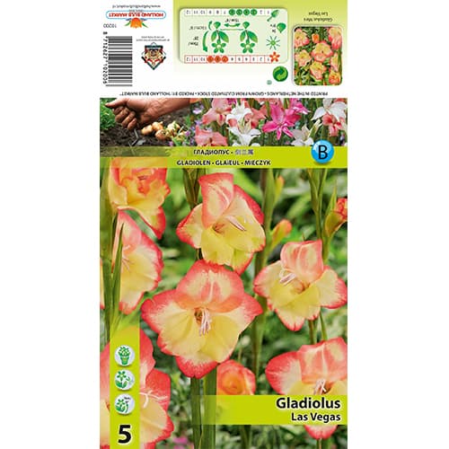 Mini-Gladiole Las Vegas interface.image 1 interface.art 77825