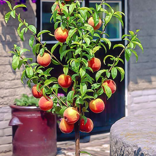 mini Pfirsich HoneyRed® interface.image 1 interface.art 1648