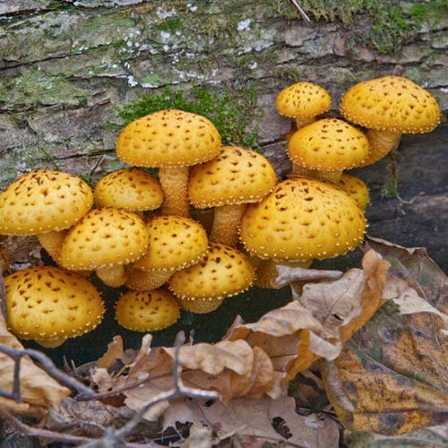 Nameko Chrestensen interface.image 1 interface.art 96884