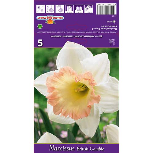 Narzisse British Gamble interface.image 1 interface.art 67642