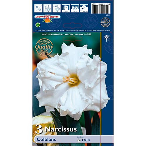 Narzisse Colblanc interface.image 1 interface.art 67648