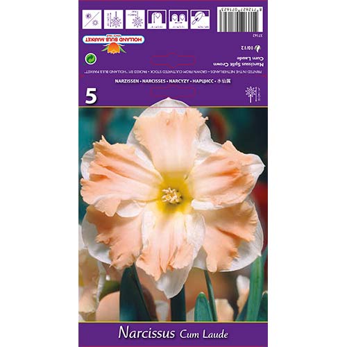 Narzisse Cum Laude interface.image 1 interface.art 68098