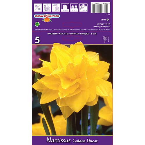 Narzisse Golden Ducat interface.image 1 interface.art 68096