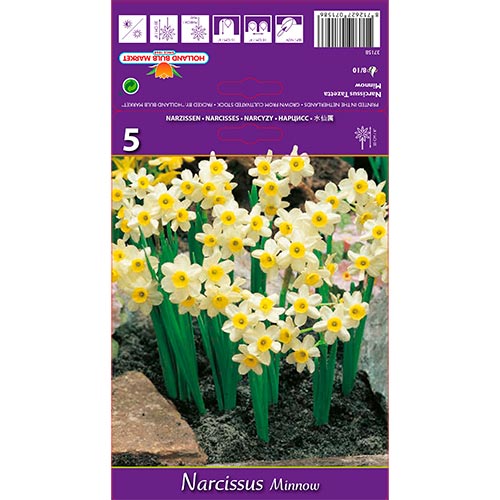 Narzisse Minnow interface.art Bild 1 Narzisse Minnow interface.image 1 interface.art 67652