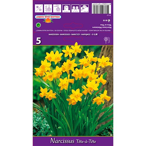 Narzisse Tete-a-Tete interface.art Bild 1 Narzisse Tete-a-Tete interface.image 1 interface.art 67664