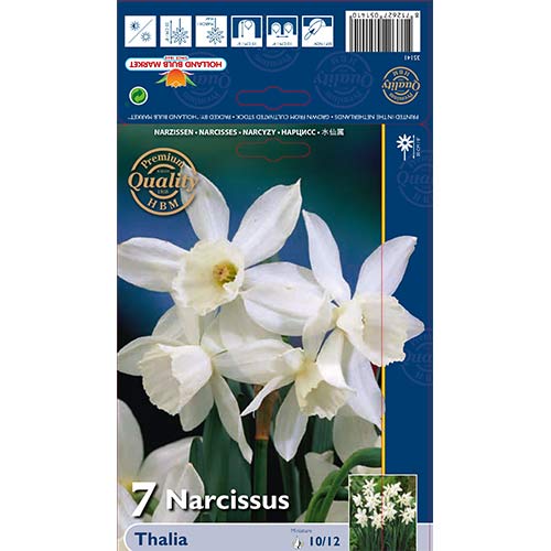 Narzisse Thalia interface.image 1 interface.art 70236