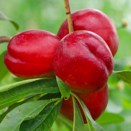 Nektarine Late Love, С2 interface.image 1 interface.art 1629