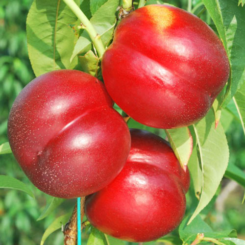 Nektarine Madego, С2 interface.image 1 interface.art 7980