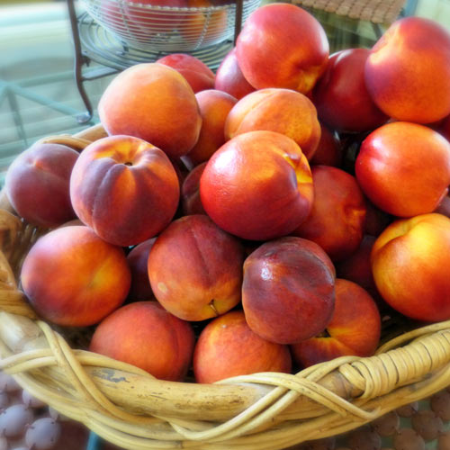 Nektarine Orion interface.image 1 interface.art 7983