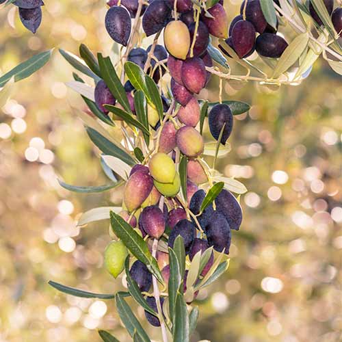 Olivenbaum (columnar) Arbequina interface.image 1 interface.art 2017