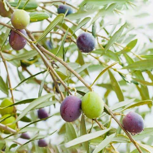 Olivenbaum (Olive) Amfisis, C2 interface.image 1 interface.art 9679