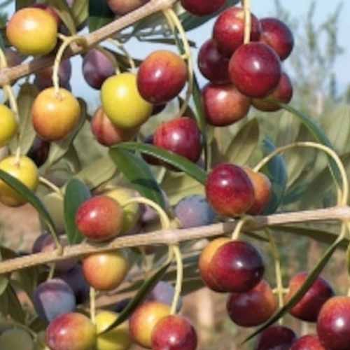 Olivenbaum (Olive) Arbequina, С2 interface.art Bild 1 Olivenbaum (Olive) Arbequina, С2 interface.image 1 interface.art 7964