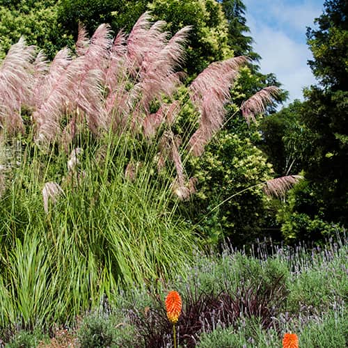 Pampasgras Pink Feather, С2 interface.art Bild 1 Pampasgras Pink Feather, С2 interface.image 1 interface.art 4751