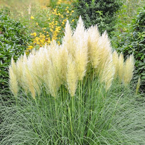 Pampasgras Pumila, P9 interface.image 1 interface.art 5447
