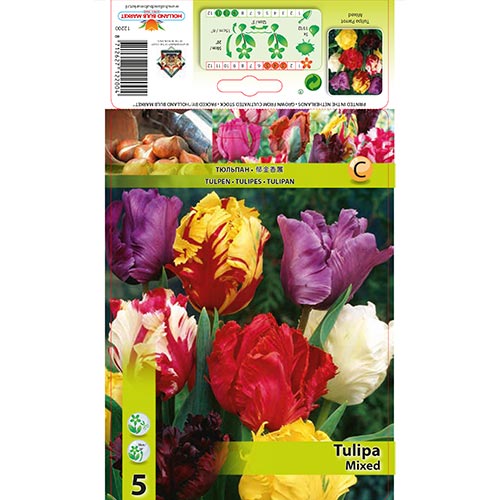 Papagei Tulpe, farbmischung interface.image 1 interface.art 67874