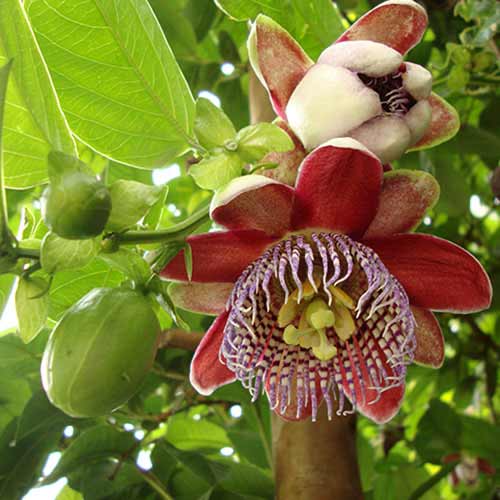 Passionsblume (Passiflora) Alata Red interface.art Bild 1 Passionsblume (Passiflora) Alata Red interface.image 1 interface.art 77815