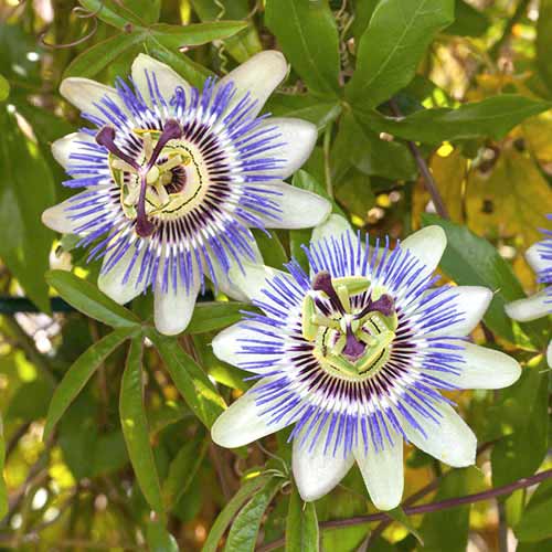 Passionsblume (Passiflora) White-Blue interface.art Bild 1 Passionsblume (Passiflora) White-Blue interface.image 1 interface.art 76700