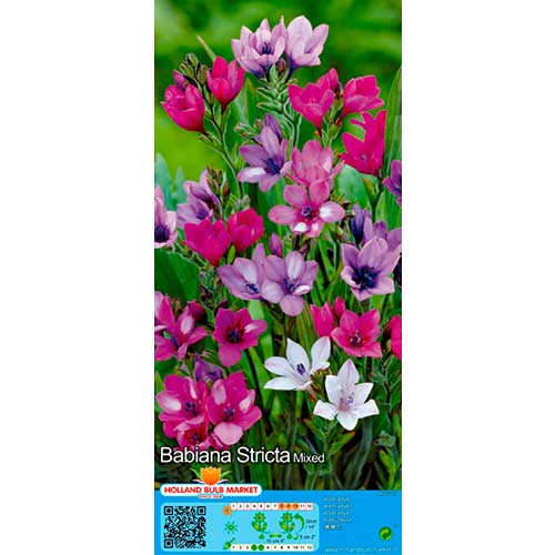Pavianblume, Farbmischung interface.art Bild 1 Pavianblume, Farbmischung interface.image 1 interface.art 76380
