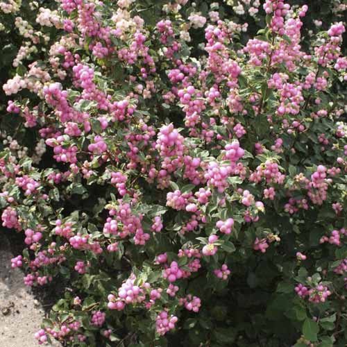 Perlmuttbeere Amethyst, C2 interface.art Bild 1 Perlmuttbeere Amethyst, C2 interface.image 1 interface.art 8583