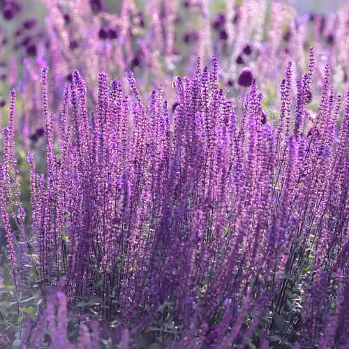Perovskia atriplicifolia Little Spire, С2 interface.art Bild 1 Perovskia atriplicifolia Little Spire, С2 interface.image 1 interface.art 7794