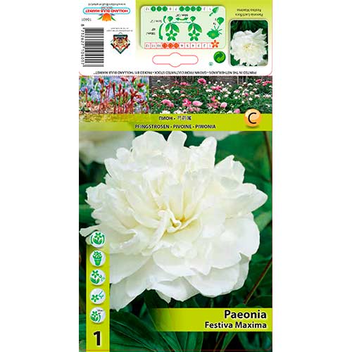 Pfingstrose Festiva Maxima interface.image 1 interface.art 76337