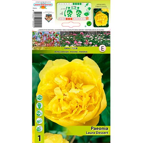 Pfingstrose Laura Dessert interface.art Bild 1 Pfingstrose Laura Dessert interface.image 1 interface.art 76614