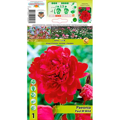 Pfingstrose Paul M Wild interface.image 1 interface.art 76338