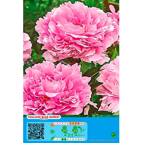 Pfingstrose rosa interface.art Bild 1 Pfingstrose rosa interface.image 1 interface.art 76485