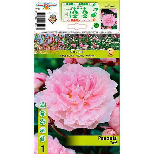 Pfingstrose Taff interface.image 1 interface.art 76341