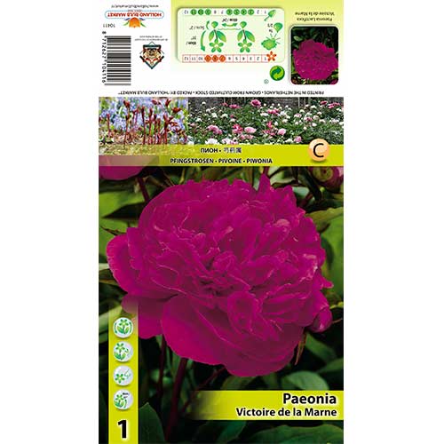 Pfingstrose Victoire de La Marne interface.image 1 interface.art 70445