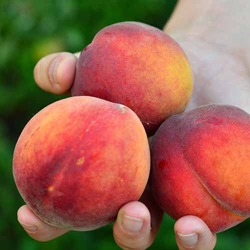 Pfirsich Fair Time interface.image 1 interface.art 4867