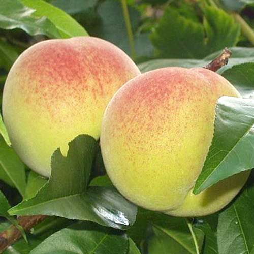 Pfirsich Green Khaterina interface.image 1 interface.art 4294