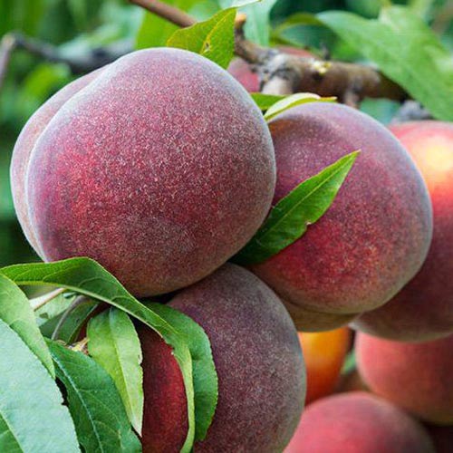 Pfirsich Kingpart, С2 interface.image 1 interface.art 7991