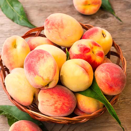 Pfirsich Lolita, C2 interface.image 1 interface.art 9677