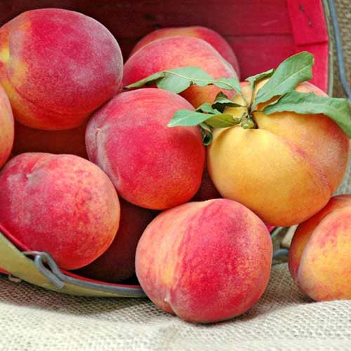 Pfirsich New Sun interface.image 1 interface.art 4298