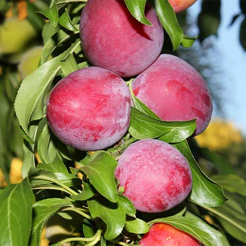 Pflaume (columnar) Red Lure interface.image 1 interface.art 2022