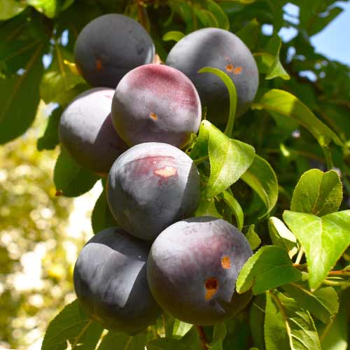 Pflaume (columnar) Sonic Lady interface.image 1 interface.art 2023