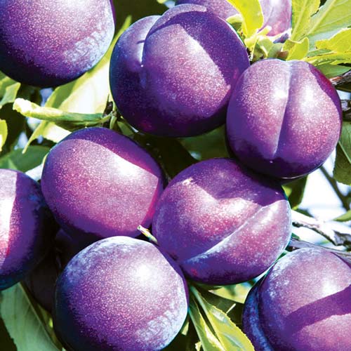 Pflaume Piky Loka interface.image 1 interface.art 7960