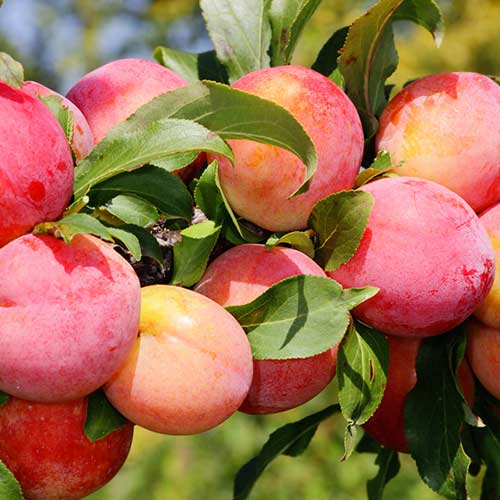 Pflaume Red Freedom interface.art Bild 1 Pflaume Red Freedom interface.image 1 interface.art 4310