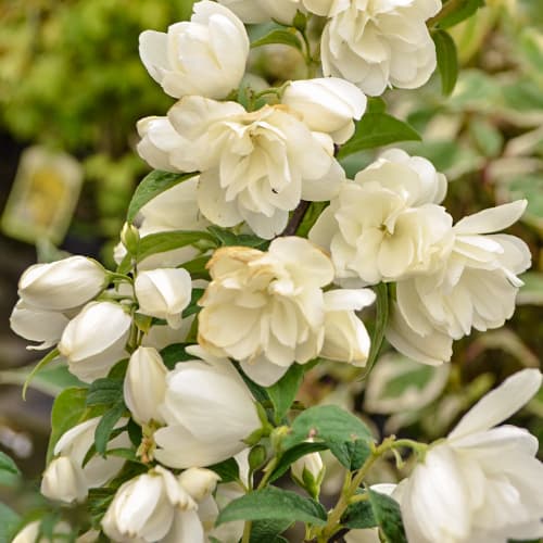 Philadelphus Snowbelle, С2 interface.image 1 interface.art 7795